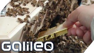 Bienen freiwillig Zuhause DIY Wohnzimmer-Imker  Galileo  ProSieben