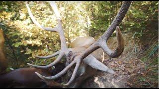 Hirschjagd in den Karpaten_Nachsuche - Red stag hunting in the Carpathian Mountains 2018