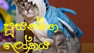 පූසන්ගෙ ලෝකය                      best of funny cats