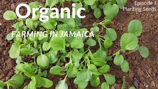 Planting Organic Food In Jamaica