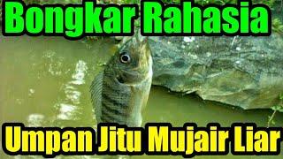 Bongkar Rahasia Umpan Jitu Mancing Ikan Mujair Liar