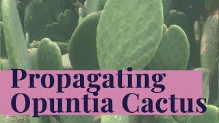 Opuntia for FREE - How to plant & propagate Prickly Pear Cactus