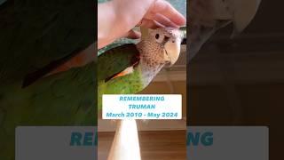 Remembering Truman the Cape Parrot