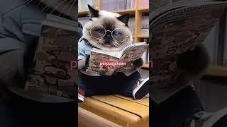 NONGKRONG DIPERPUSTAKAAN #funnyshorts #catlovers