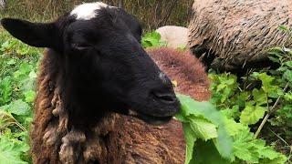 Giant hogweed sheeps and global warming