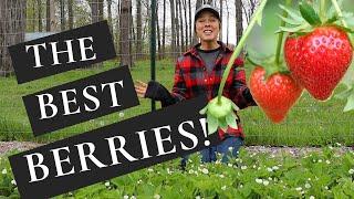 How to Plant and Care for Strawberries + The BEST Tasting Variety