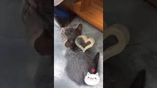 Funny CATS   #cats #funny #funnyanimals #shortsvideo #shorts #fypシ゚viral