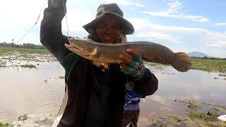 Fly fishing snakehead in shallow water Fishing snakehead 2022