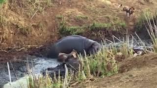 Antelope Died After Hippopotamus Rescue -  Kill Prey to Death