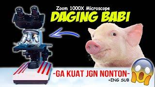 DAGING BABI SEGAR DI MIKROSKOP  Pig Meat Pork Microscope Zoom 1000X