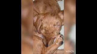 Video of a five months old dachshund experience  this abnormallity of his penis..