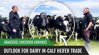 Outlook for Dairy In-Calf Heifer Trade - Grasstec Livestock Services