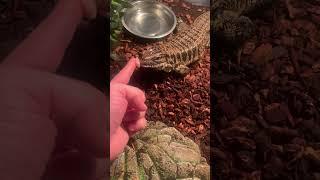 Colombian Gold Tegu hand feeding raw chicken