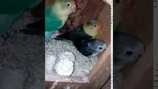 indukan lovebird pb mouve x pb turquise anakan batman fc