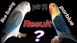 How to produce parblue Euwing  Blue Euwing & parblue pairing result .