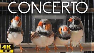 Zebra Finch - Four Great Composers  Sun Concert Singing