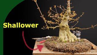 Trident Maple Bonsai Spring Care Repotting Pruning Wound Closing