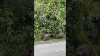 Boleh Keluar Berduaan Pulak Vavi Nih 