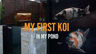 My DIY pond gets it’s first Koi  #koi #carp