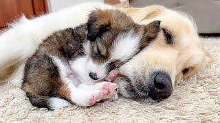 Adorable Puppy Loves Golden Retriever Cuteness Overload