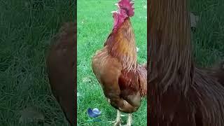 Rooster crowing sounds #shorts #compilation  #short
