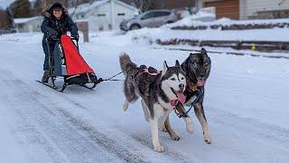 Our Huskys First Time Pulling a Dog Sled