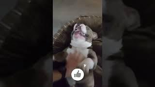 CUTE AMERICAN BULLY LOVES GETTING BELLY RUBS  #Dog #shorts