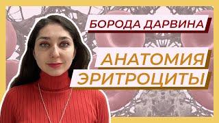 Анатомия — эритроциты. Форменные элементы крови.