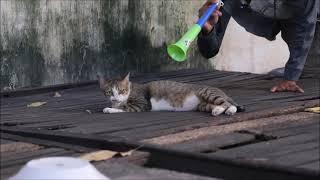 Trumpet Sound Prank Cat