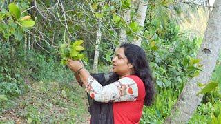 ചെറിയ എന്നാൽ വലിയ സന്തോഷം എന്റെ വീഡിയോ കാണുന്നവരുമായി ഷെയർ  Uppumanga  Recipes  Uppumanga