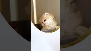 Cute kittens️【169】#shorts #cutecat520 #cat #kittens #pets