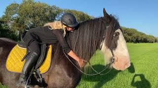 Shire horse Größte Pferderasse der Welt