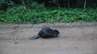 БОБРЫ  АТАКУЮТ beaver attacks a man 