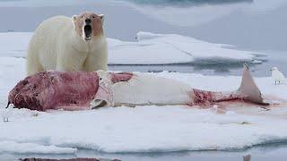 This Giant even hunts WHALES The Polar Bear is the ferocious master of the Arctic