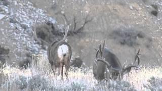 Henry mountains mule deer