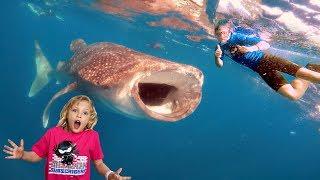 Swimming in the Ocean with Whale Sharks and Manta Rays