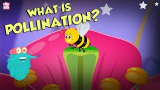 What Is Pollination?  POLLINATION  The Dr Binocs Show  Peekaboo Kidz