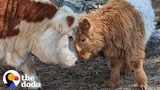 Fluffy Cow Grows Up Around Dogs And Starts Acting Like A Puppy Himself  The Dodo