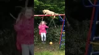 Cat loves to Swing