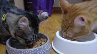 Food eating sound relaxing Bachir and Bella gingertabby kitty cats