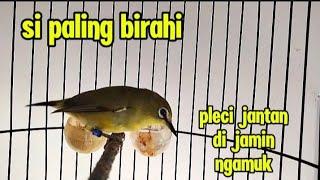 pleci betina paling birahi sekali pancing pleci jantan langsung ngamuk