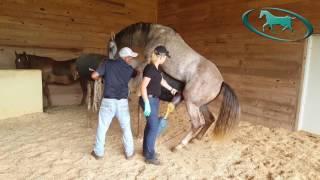 Horse Semen Collection - Artificial Insemination of Mare