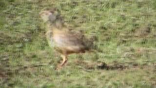 red legged partridge