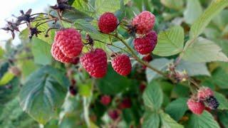 Raccolta dei lamponi #harvest #asmr