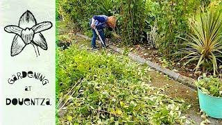 Easy Mock Orange philadelphus Pruning - annual & for height reduction