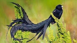 KICAUAN burung alam liar paling indah dengan aliran air untuk terapi rileksasiketenangan #1
