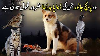 Allah Pak 5 Janwaron Ki Dua Qabool Karta Hai - Hidden Facts of Animals - Pyaara Islam