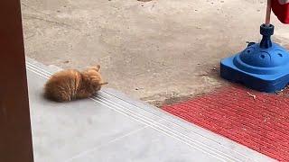 A kitten Lying at the Shops Door It Might Be Starving to Death...