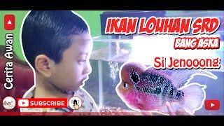 Ikan Louhan Jenong mirip Bakso