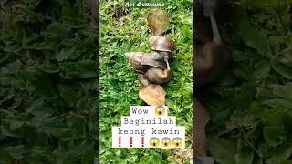 #shorts -wow  begini lah cara Kong kawinbercinta ‼️#viral #fyp #ytshorts #siputbekicot #keong